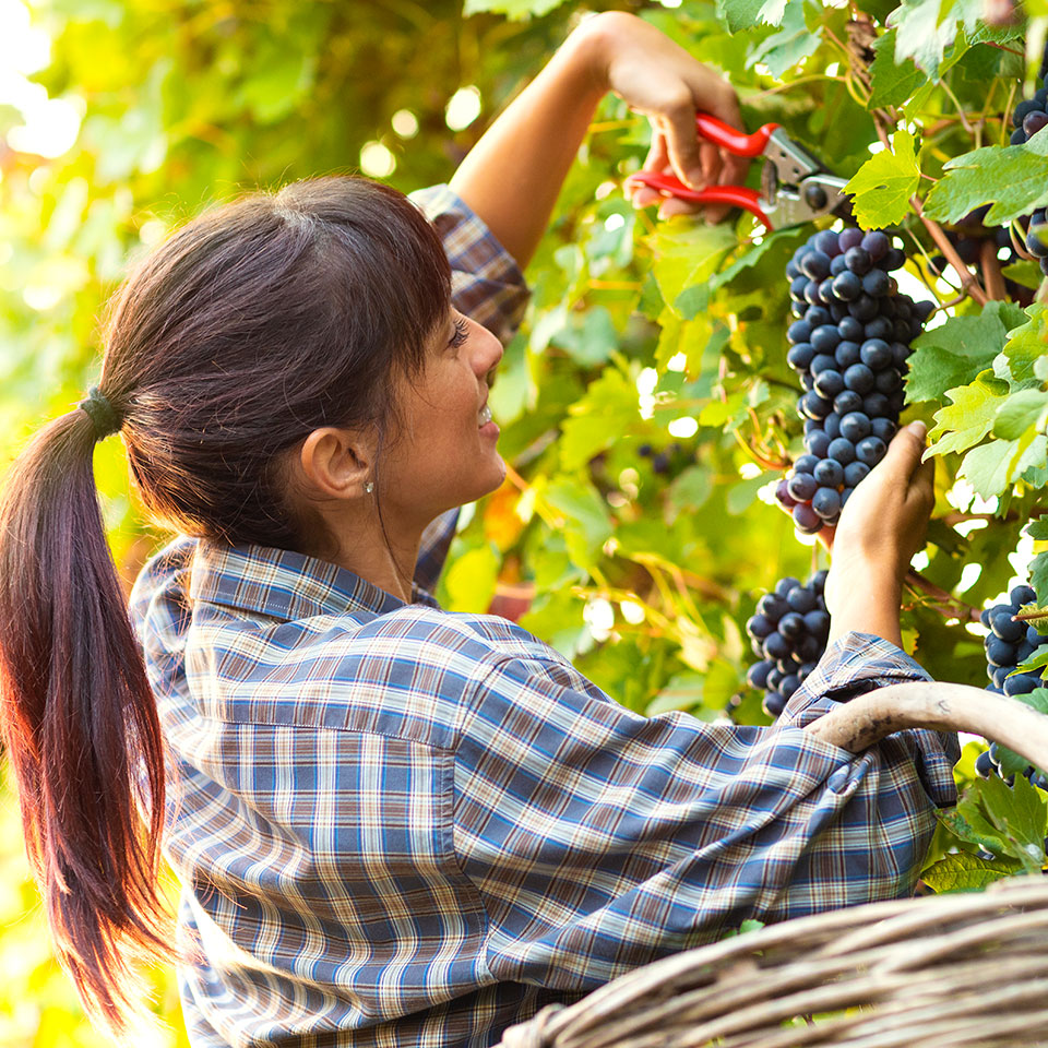 Sito internet per aziende vinicole