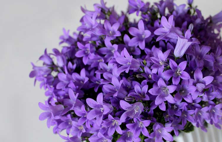 viola